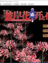 485 - 彼岸花盛开之夜 第一夜 彼岸花の咲く夜に 第一夜汉化硬盘纯净版